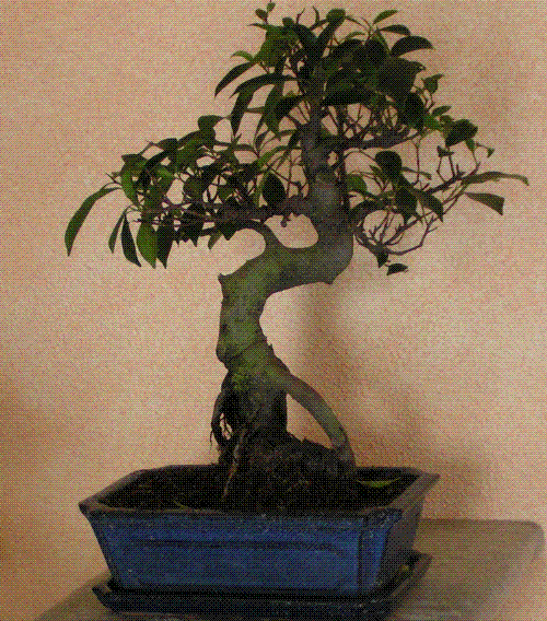 bonsai_11